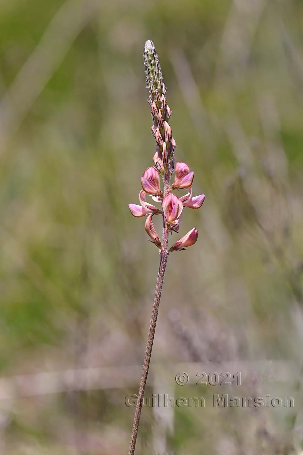 Onobrychis arenaria