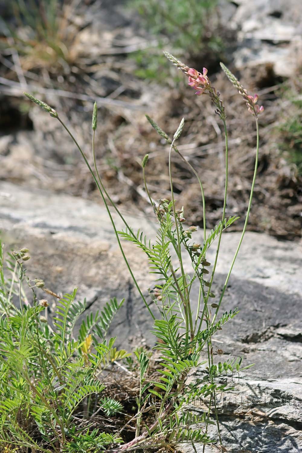 Onobrychis arenaria