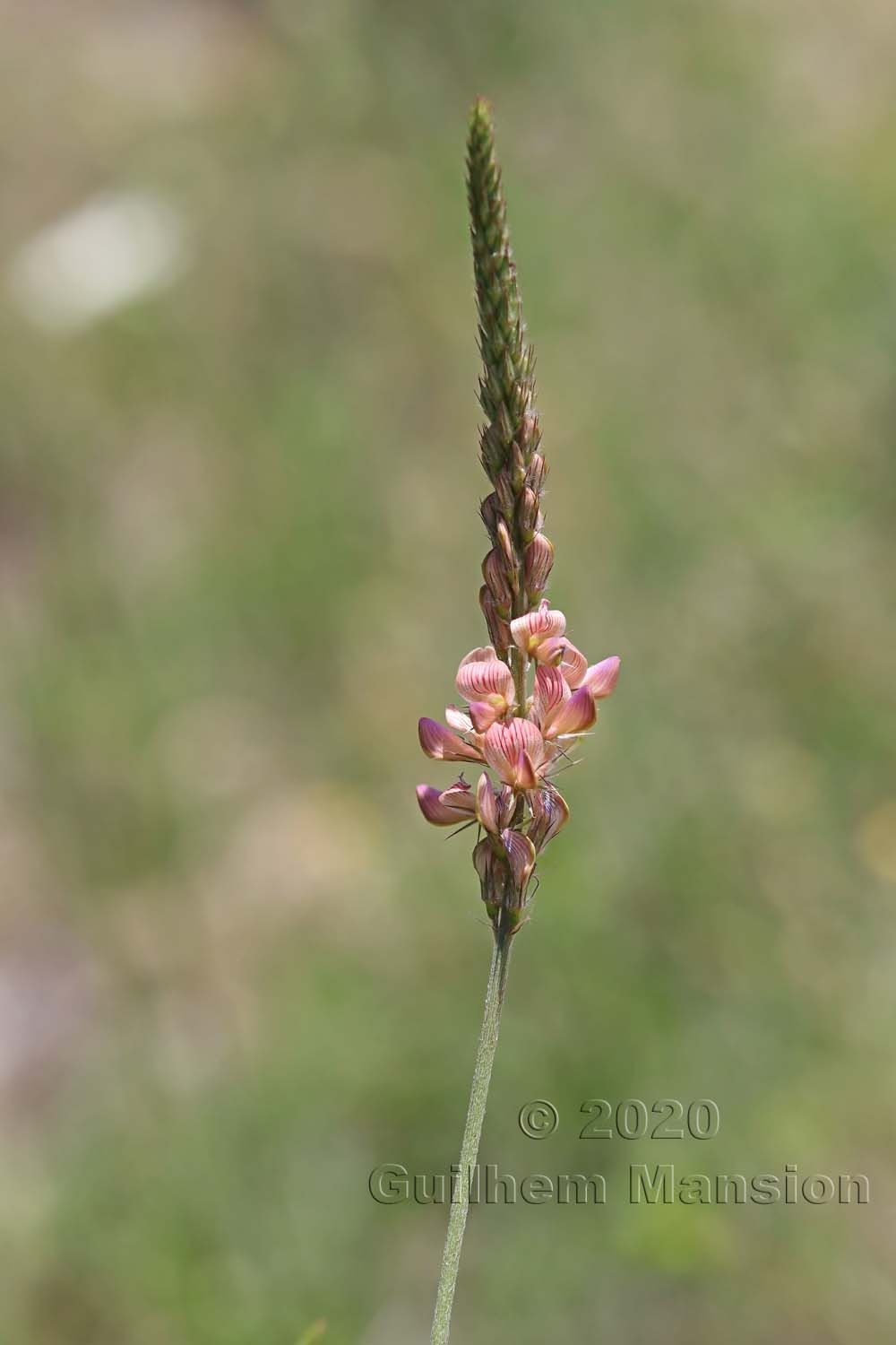 Onobrychis arenaria