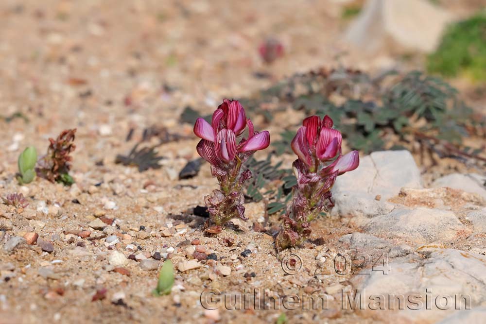 Onobrychis humilis