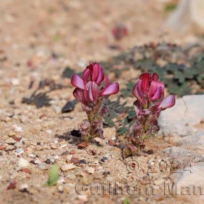 Onobrychis humilis