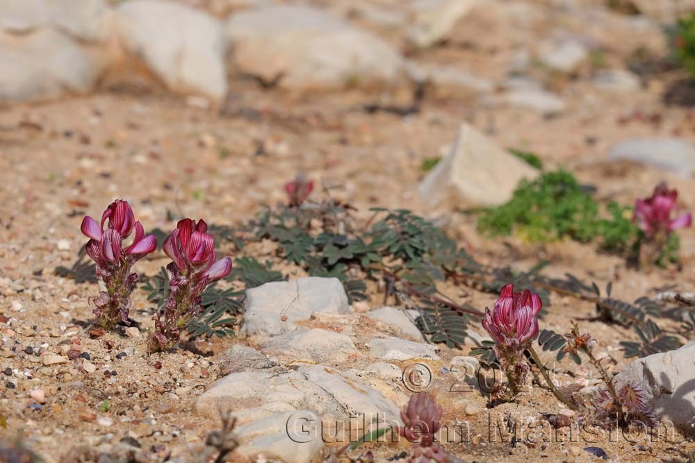Onobrychis humilis