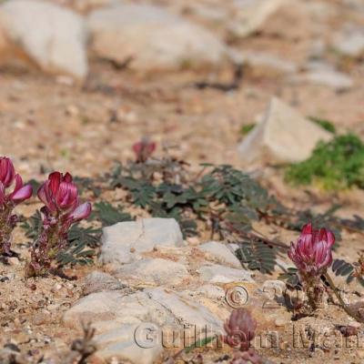 Onobrychis humilis