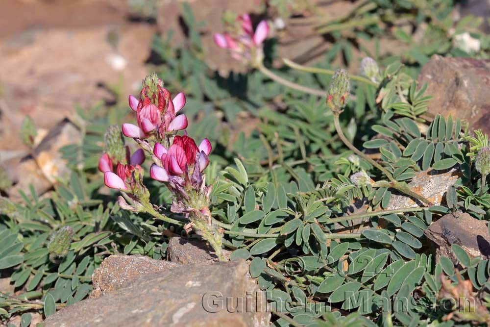 Onobrychis humilis