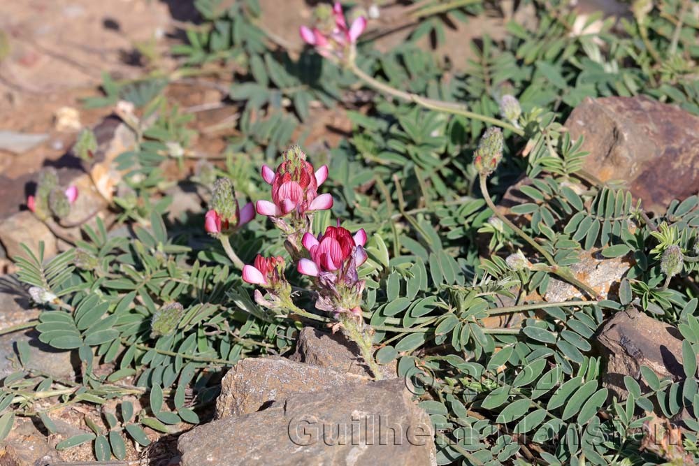 Onobrychis humilis