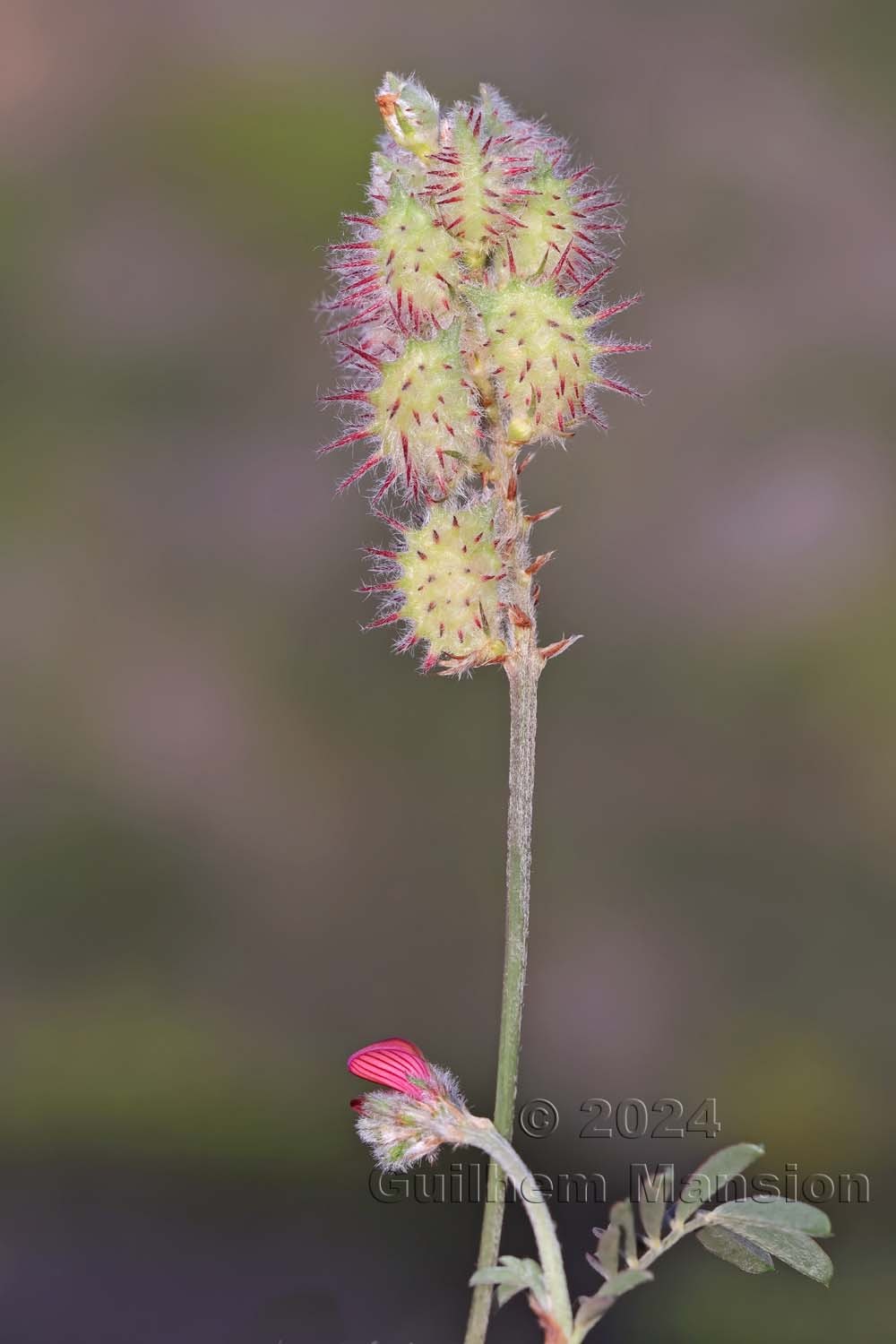 Onobrychis humilis