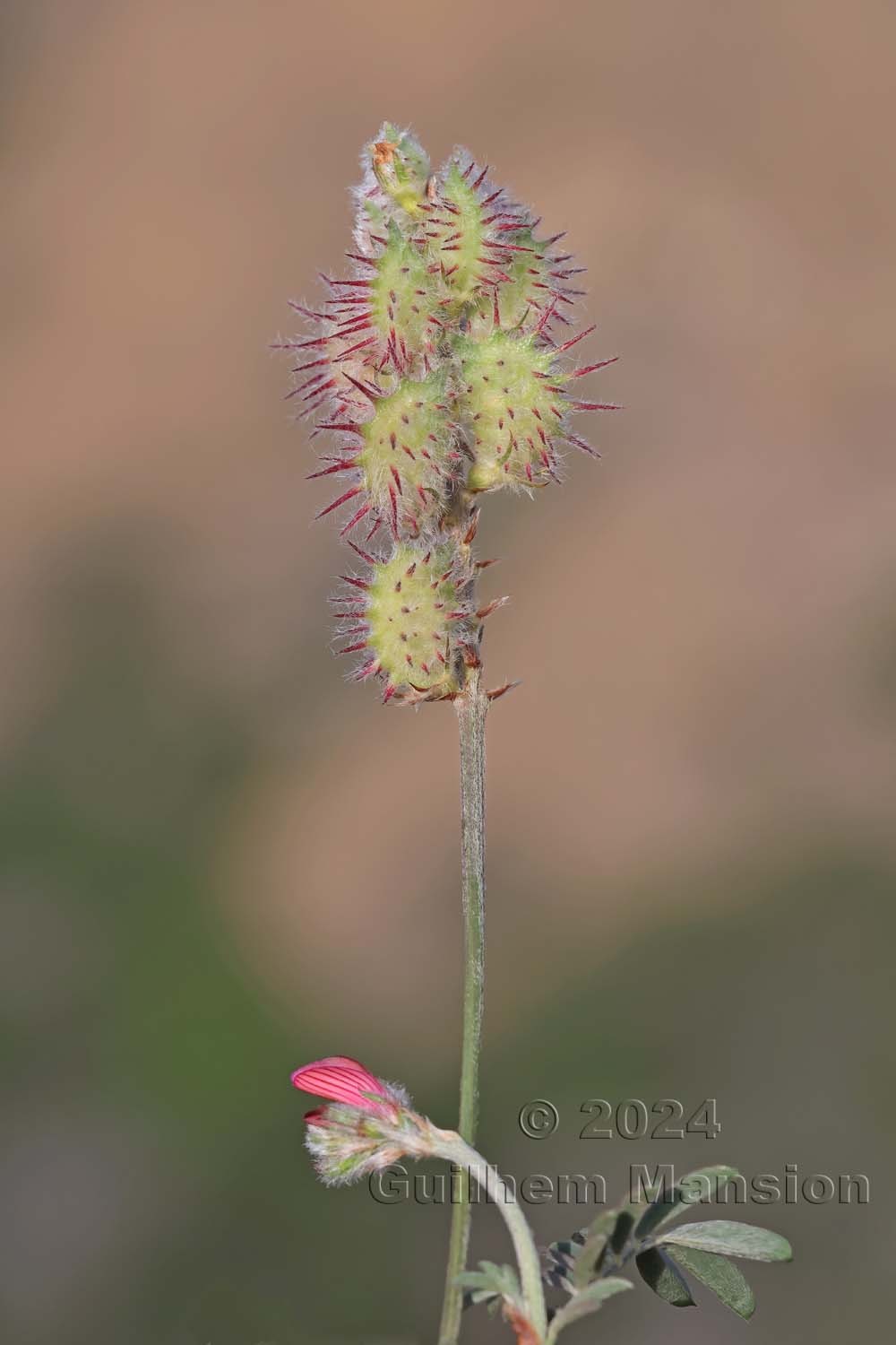 Onobrychis humilis