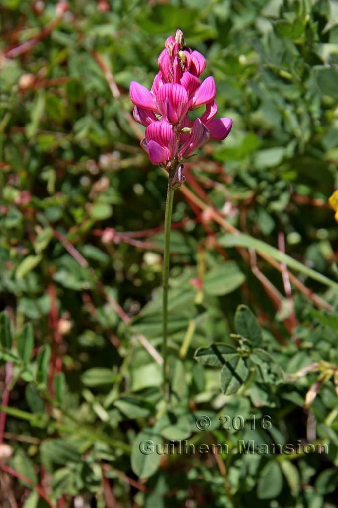 Onobrychis montana