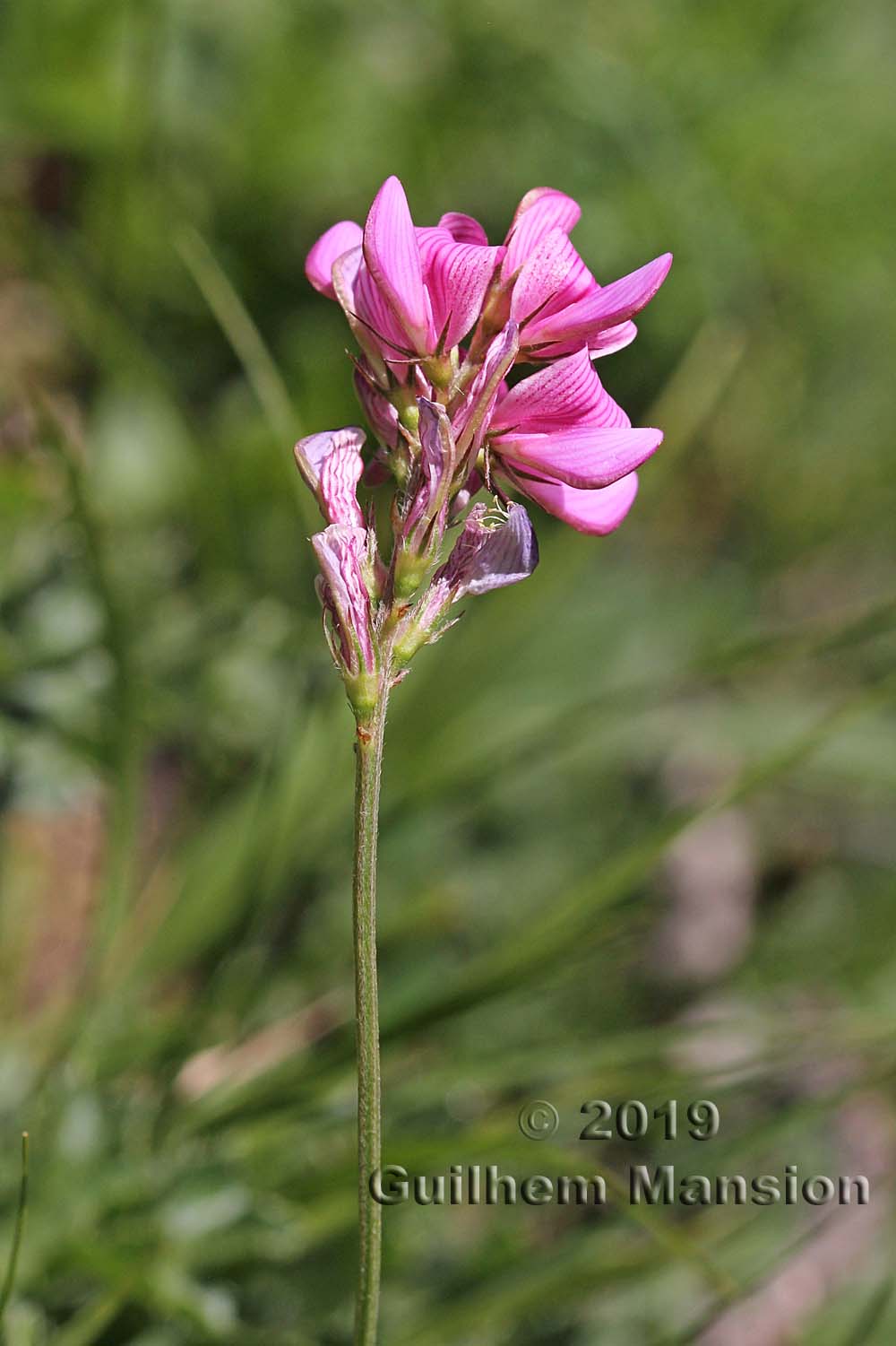 Onobrychis montana