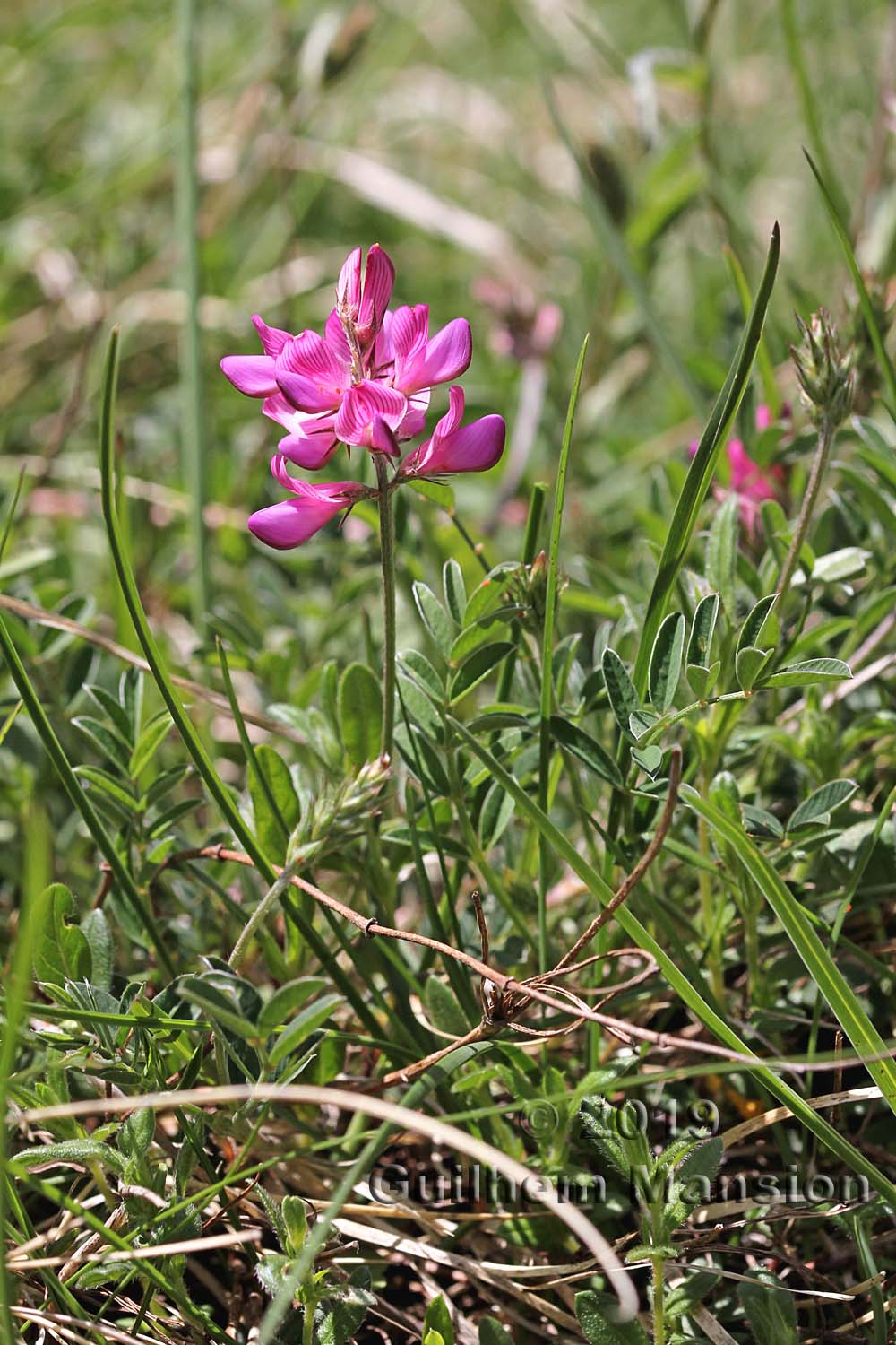 Onobrychis montana