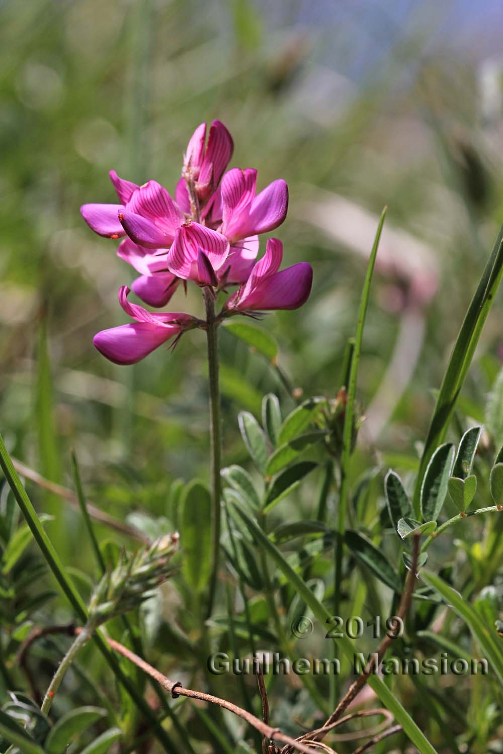 Onobrychis montana