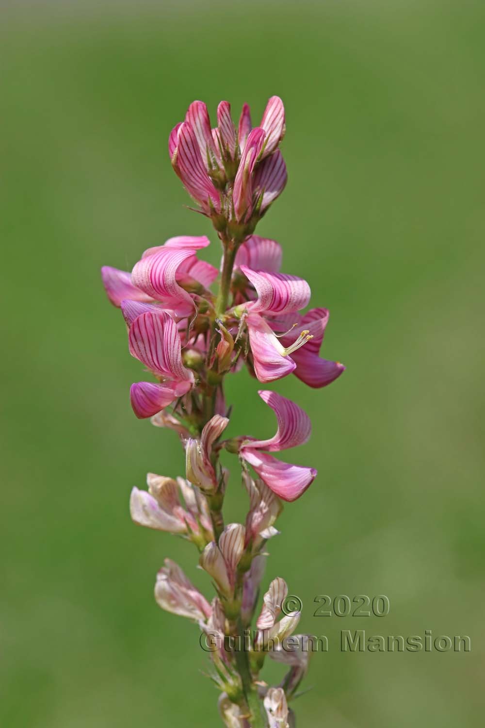 Onobrychis viciifolia