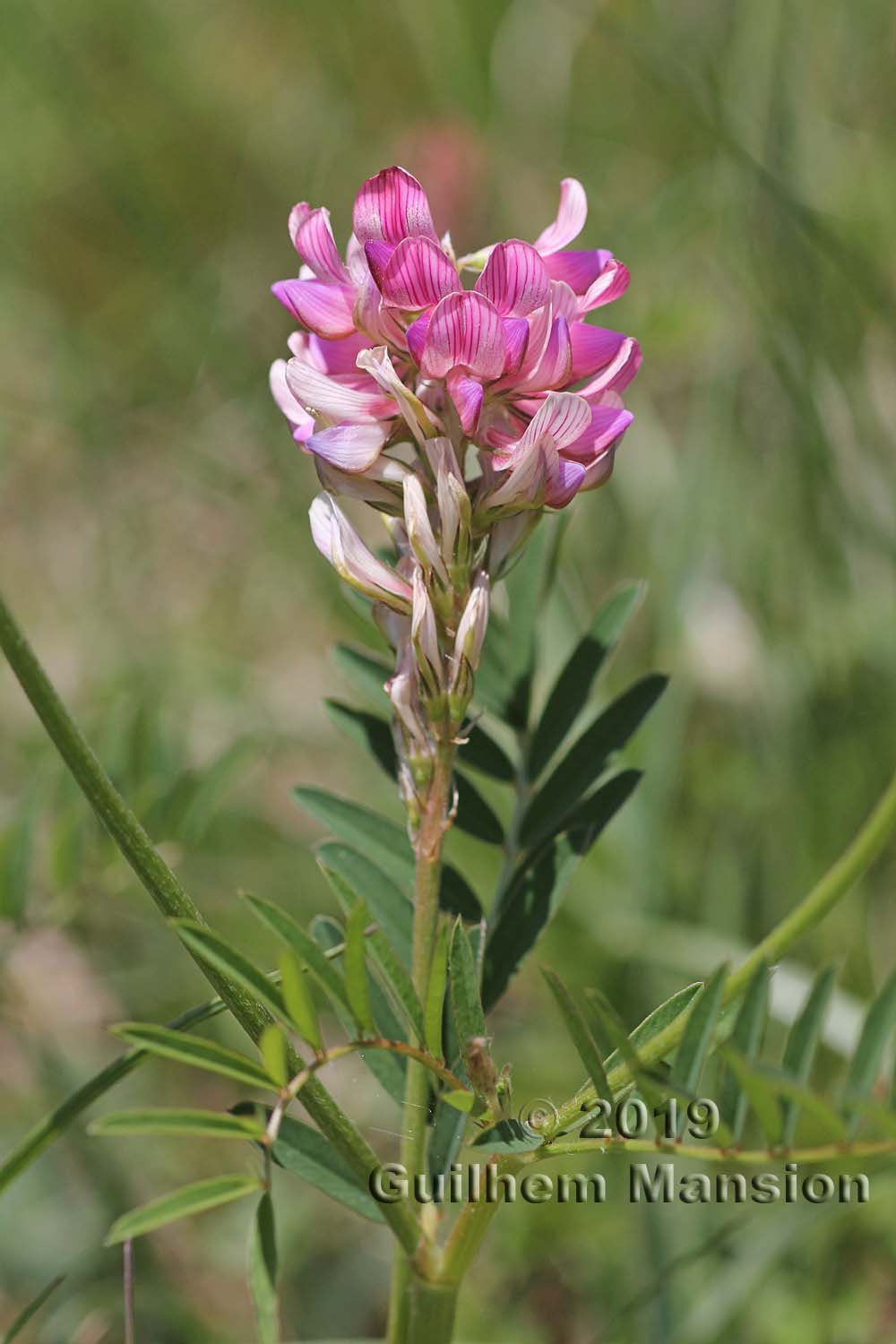 Onobrychis viciifolia