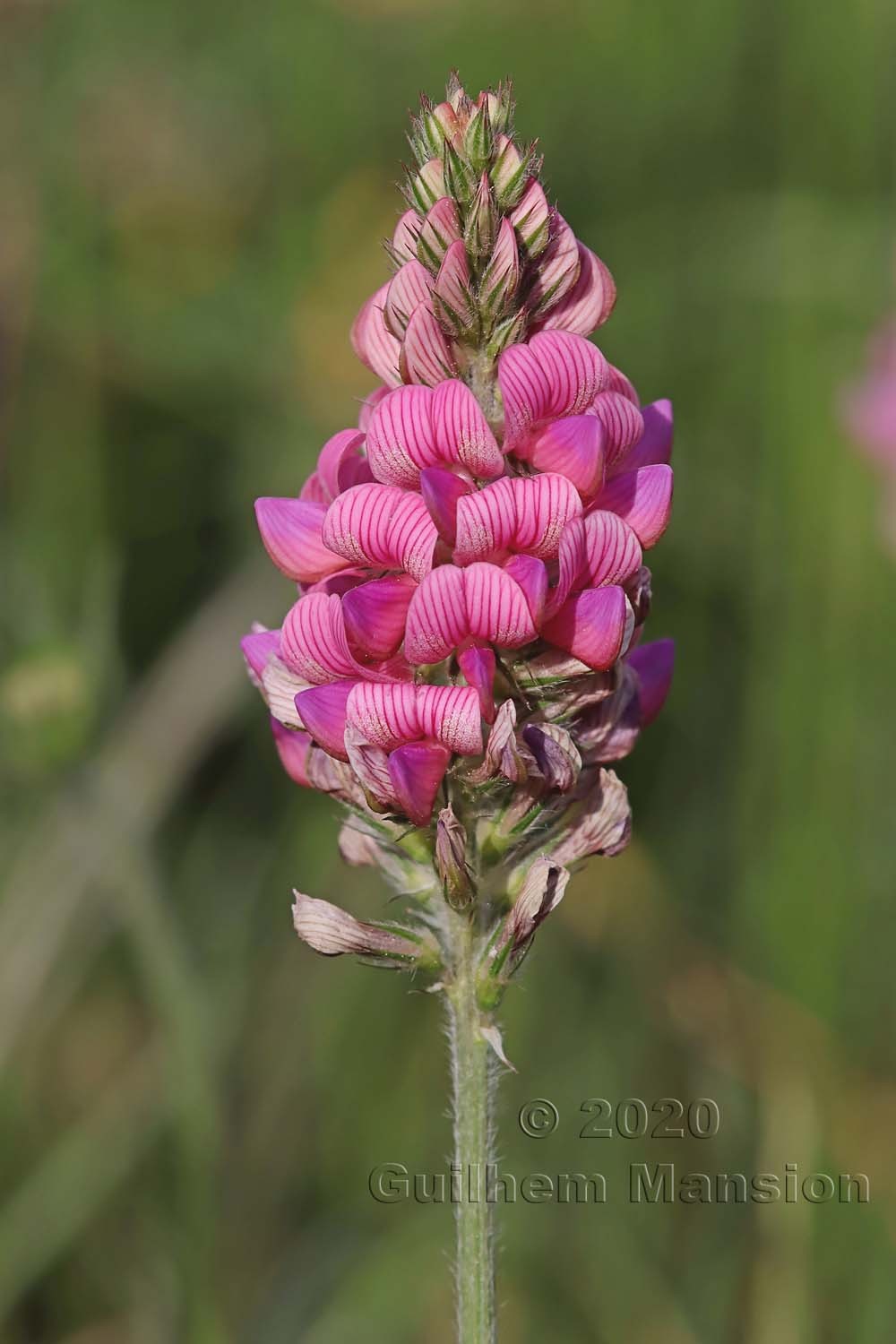 Onobrychis viciifolia