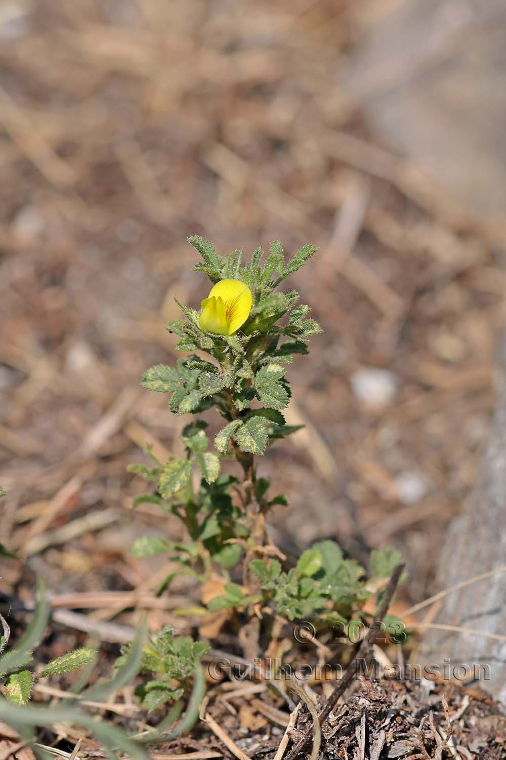 Ononis breviflora