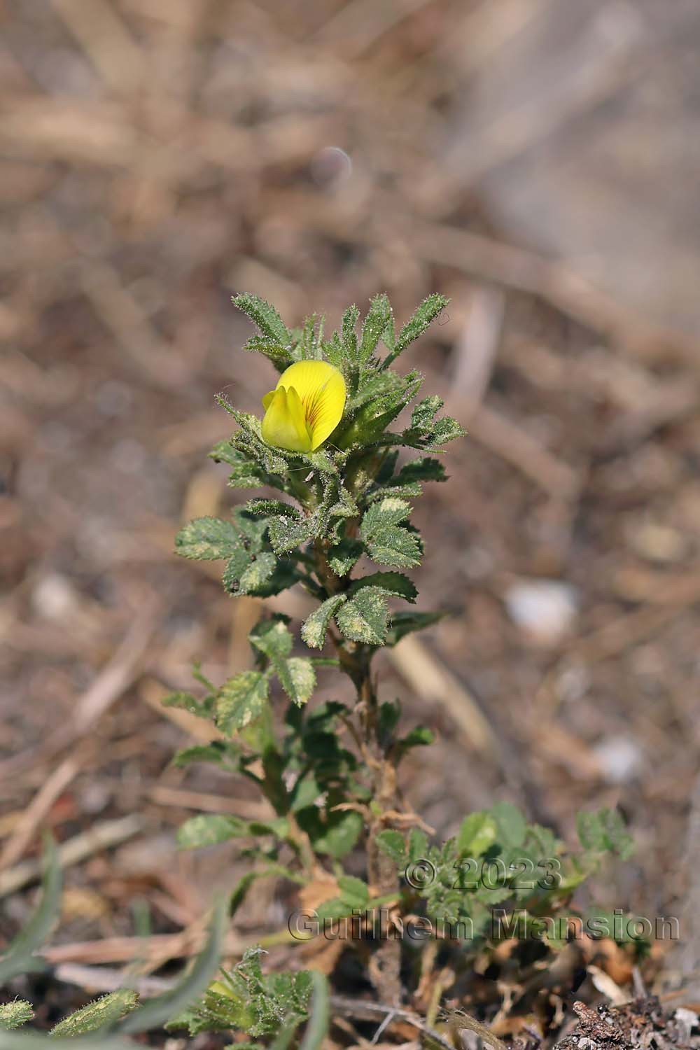 Ononis breviflora