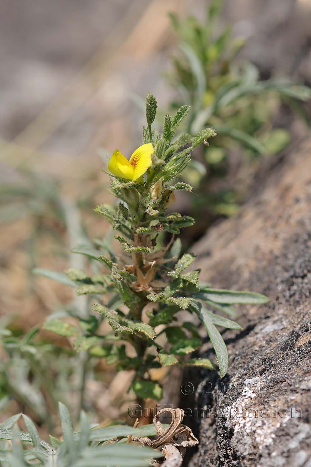 Ononis breviflora