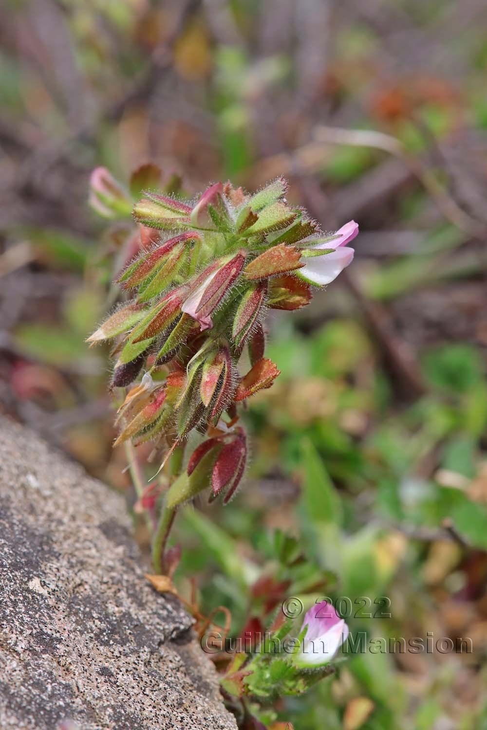 Ononis reclinata