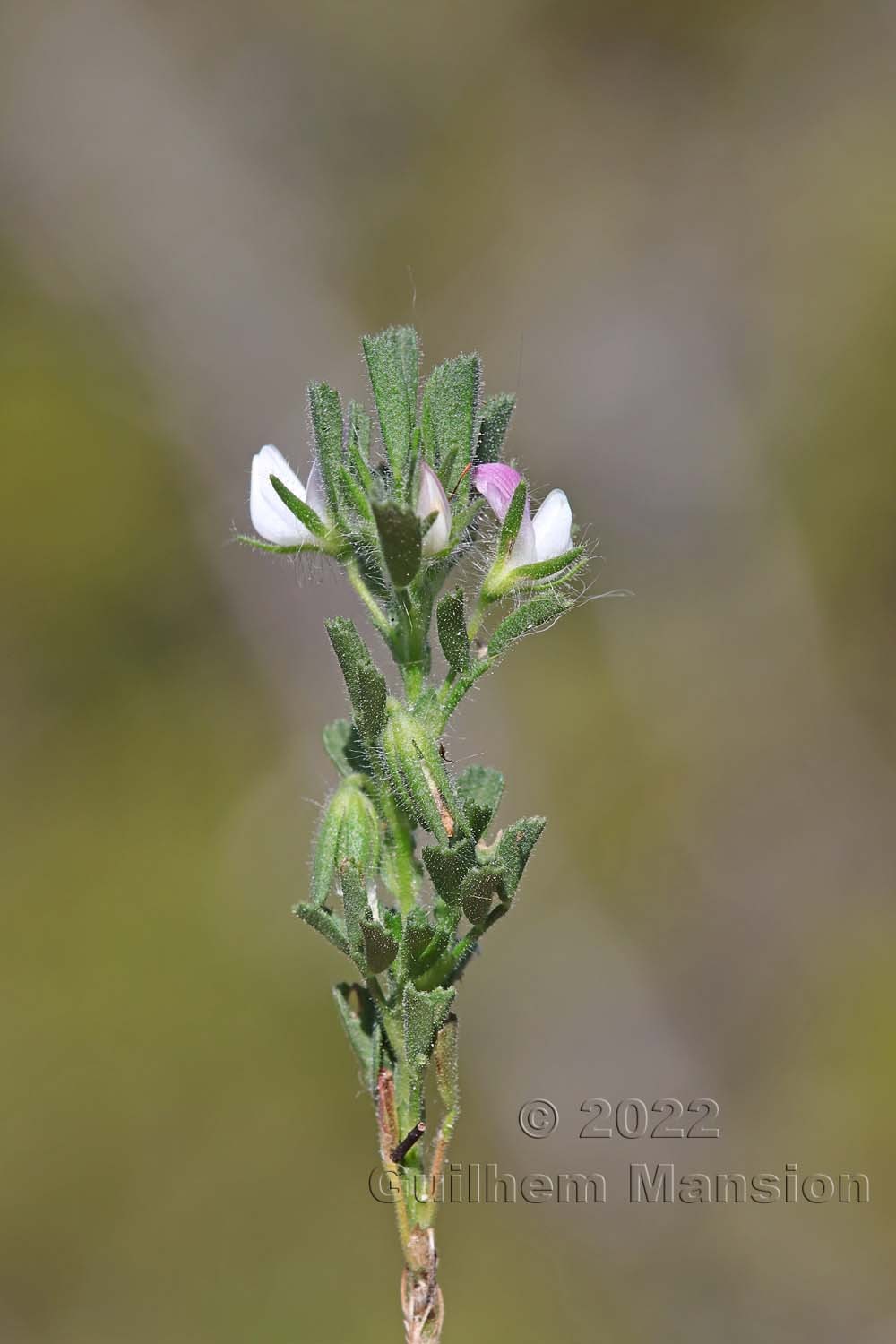 Ononis reclinata