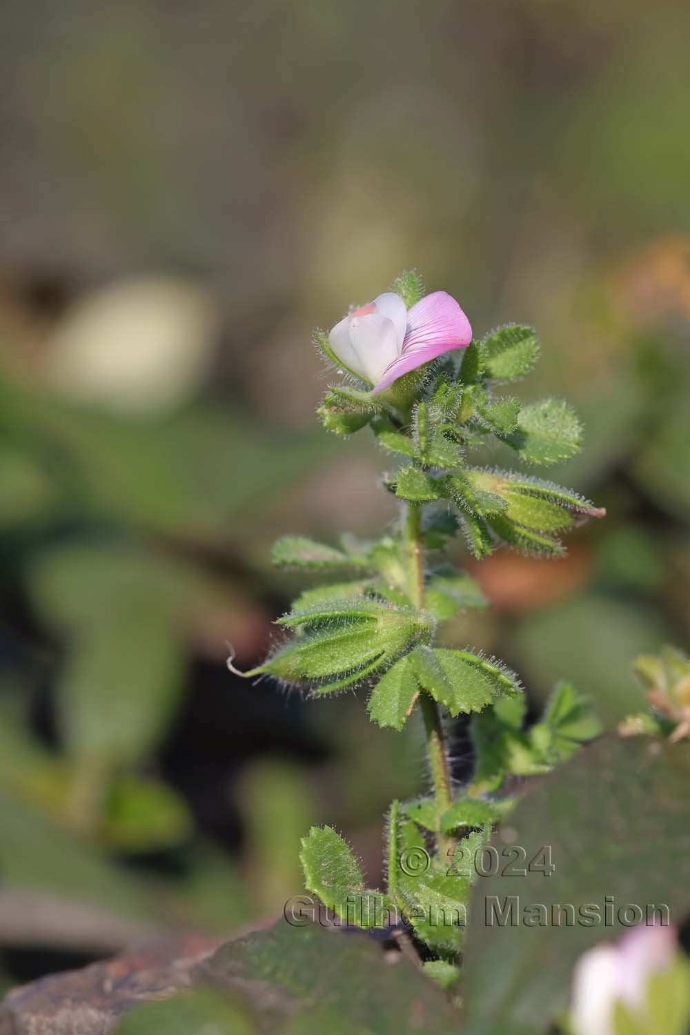 Ononis reclinata