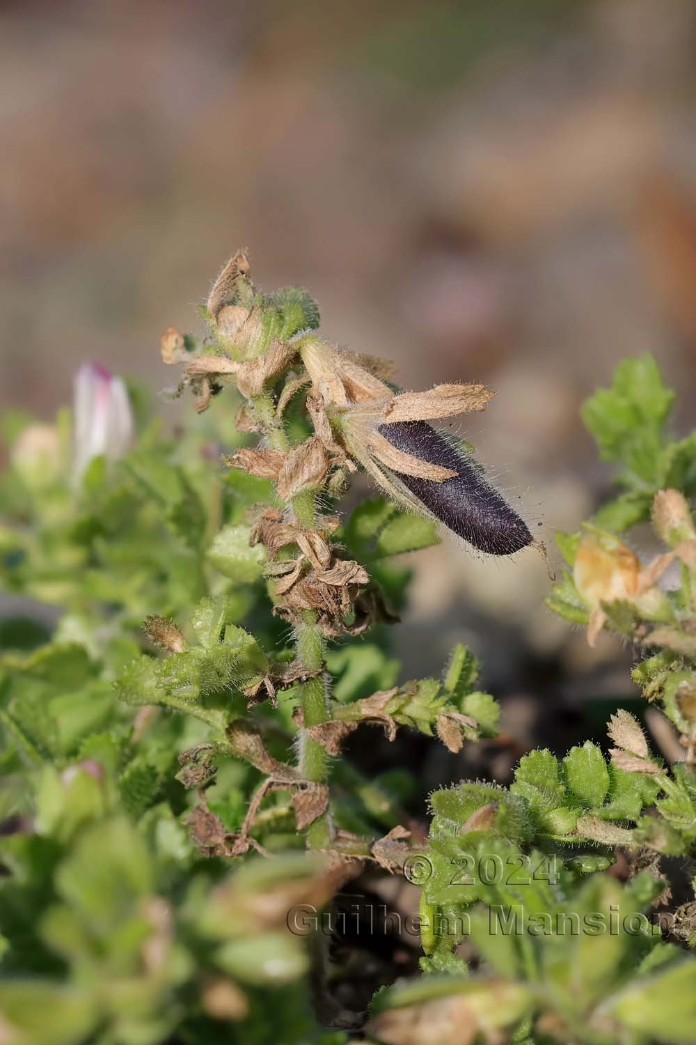Ononis reclinata