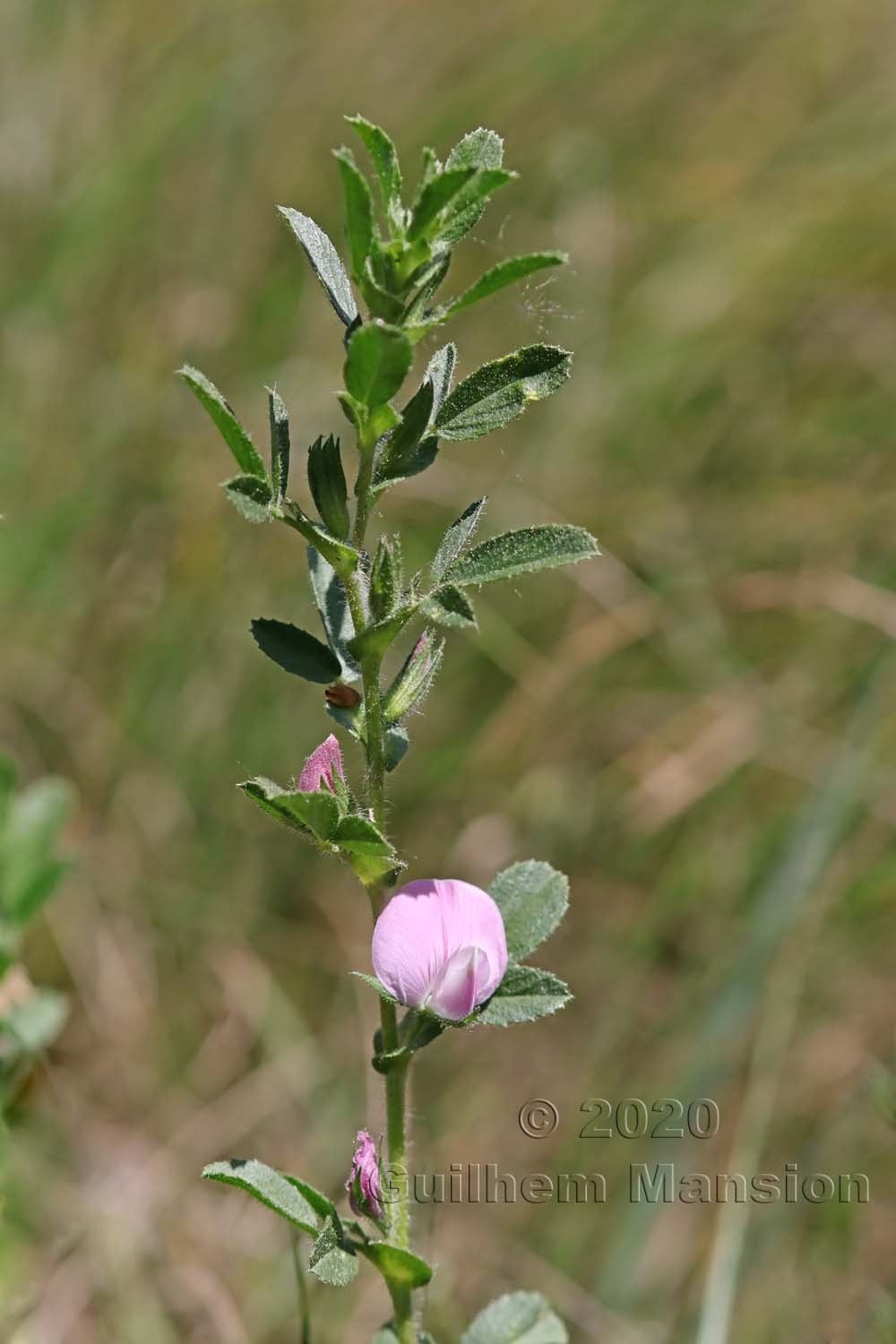 Ononis repens