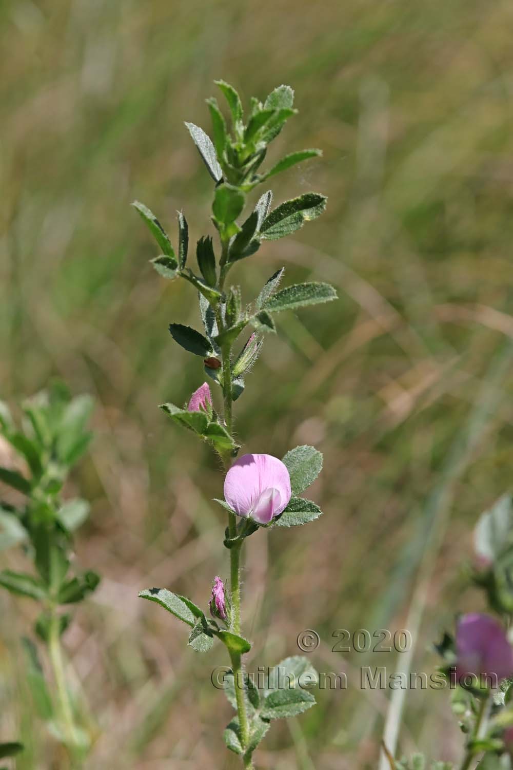 Ononis repens