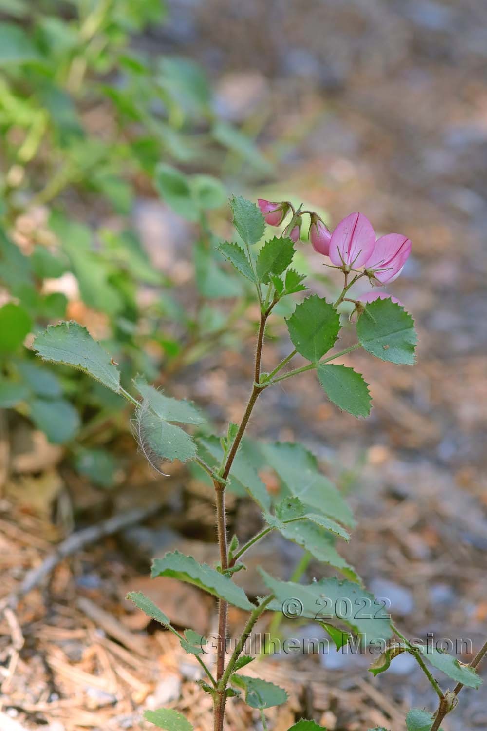 Ononis rotundifolia