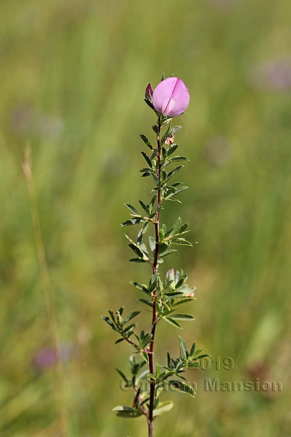 Ononis spinosa