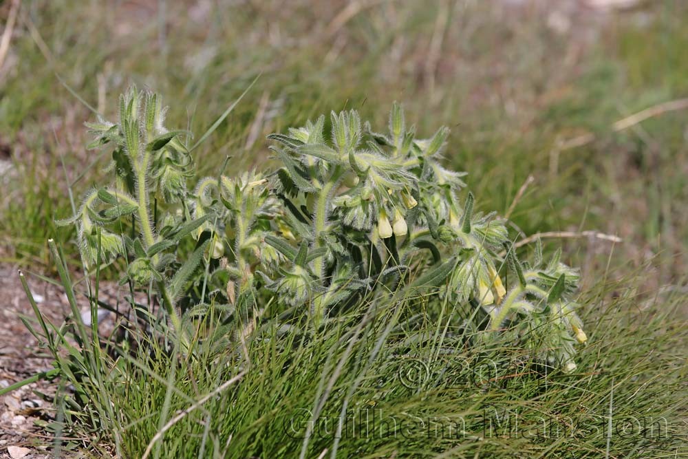 Onosma helvetica