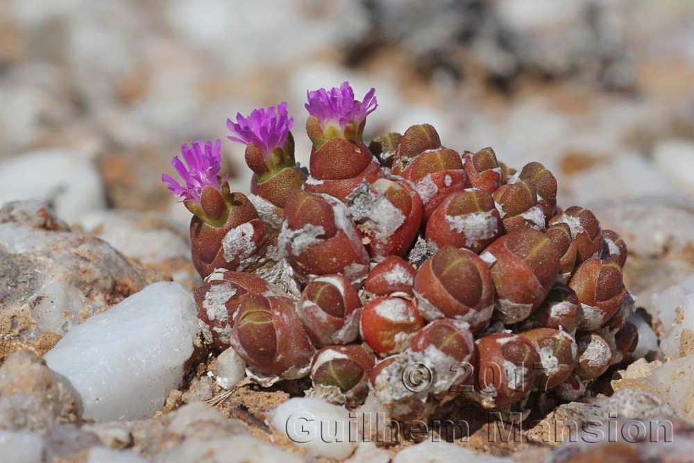 Famille - Aizoaceae