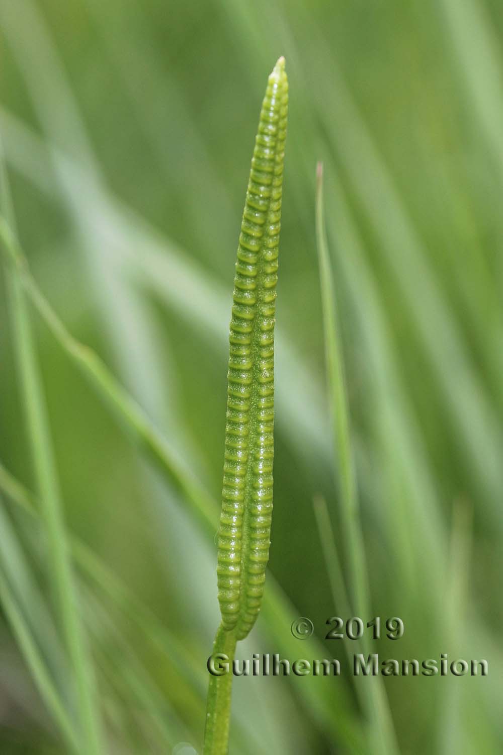 Ophioglossum vulgatum