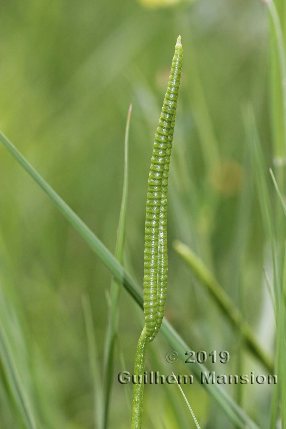 Ophioglossum vulgatum