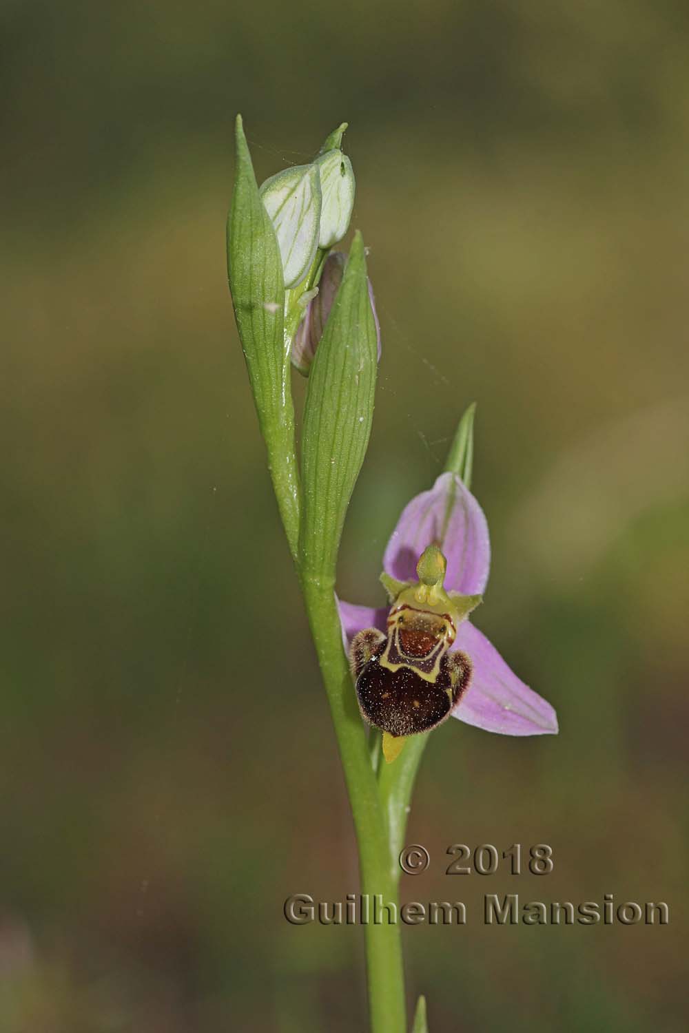 Ophrys apifera