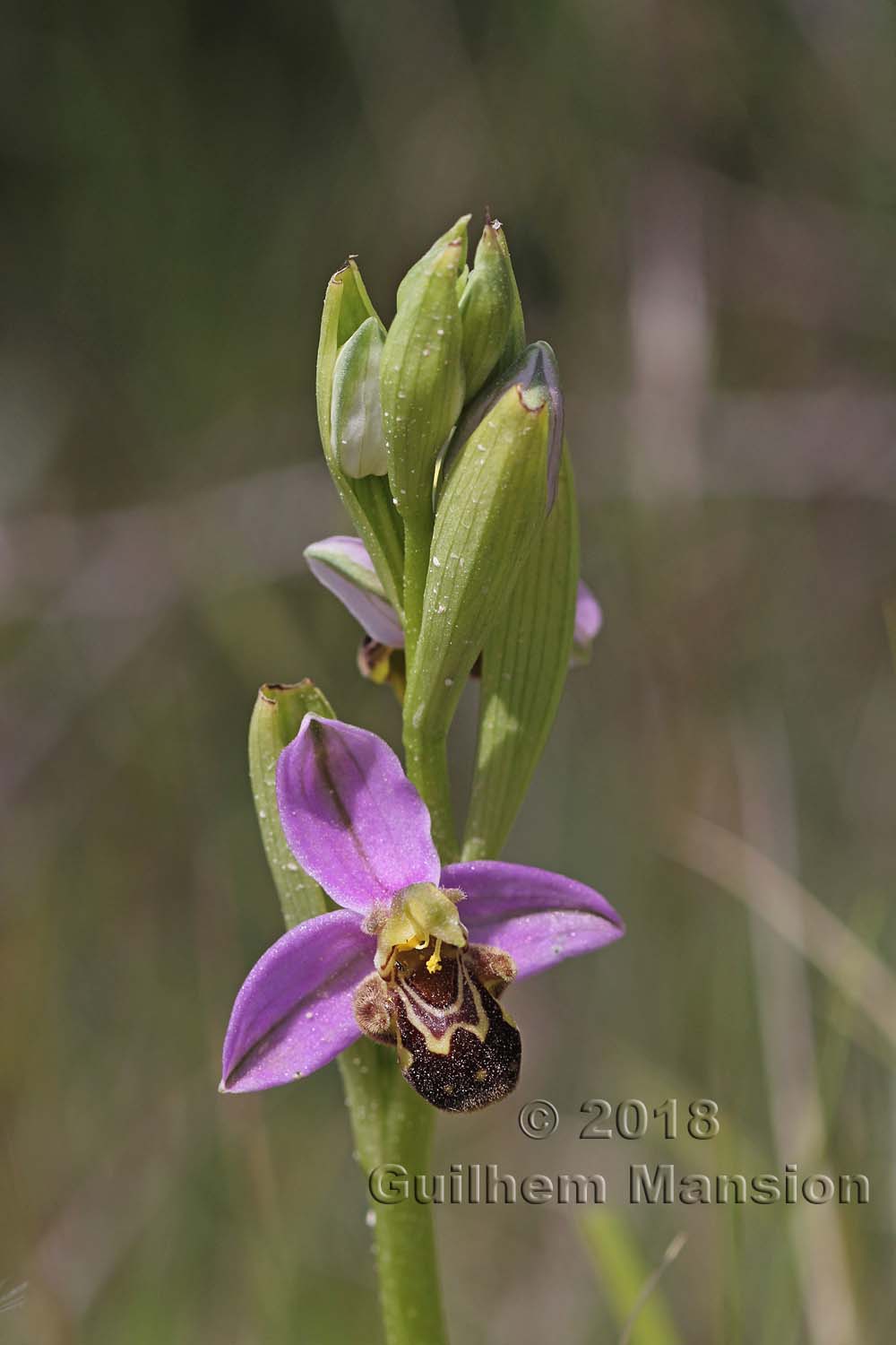 Ophrys apifera