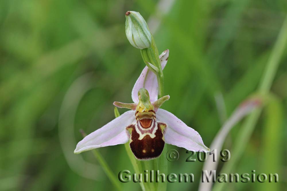 Ophrys apifera