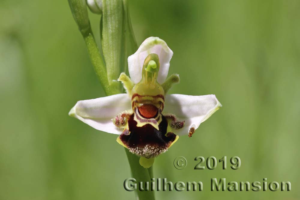 Ophrys apifera