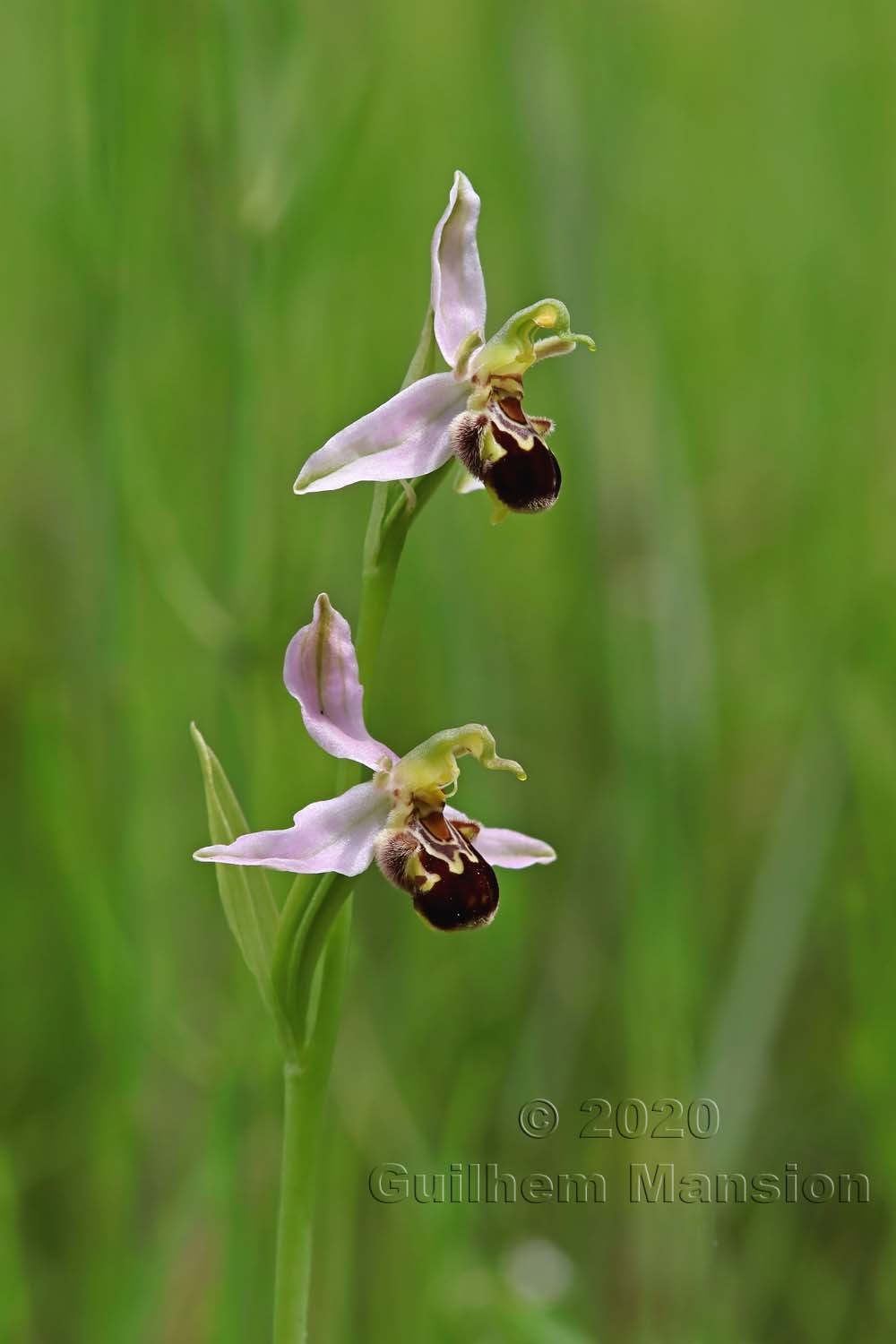 Ophrys apifera