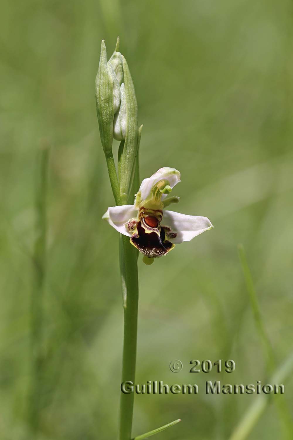 Ophrys apifera