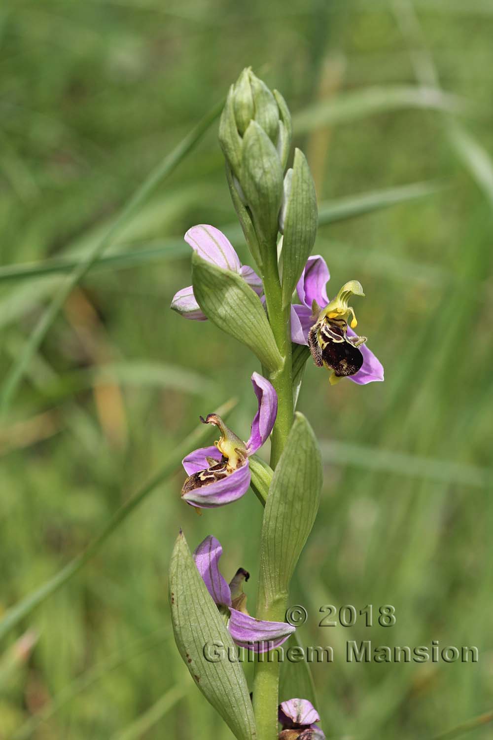 Ophrys apifera