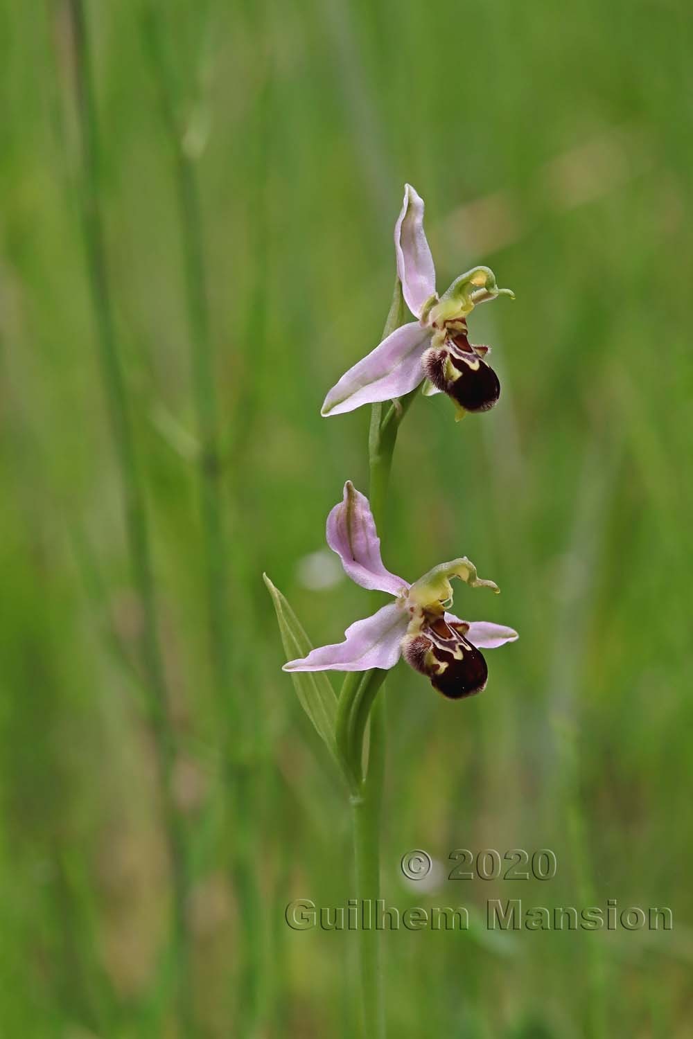 Ophrys apifera