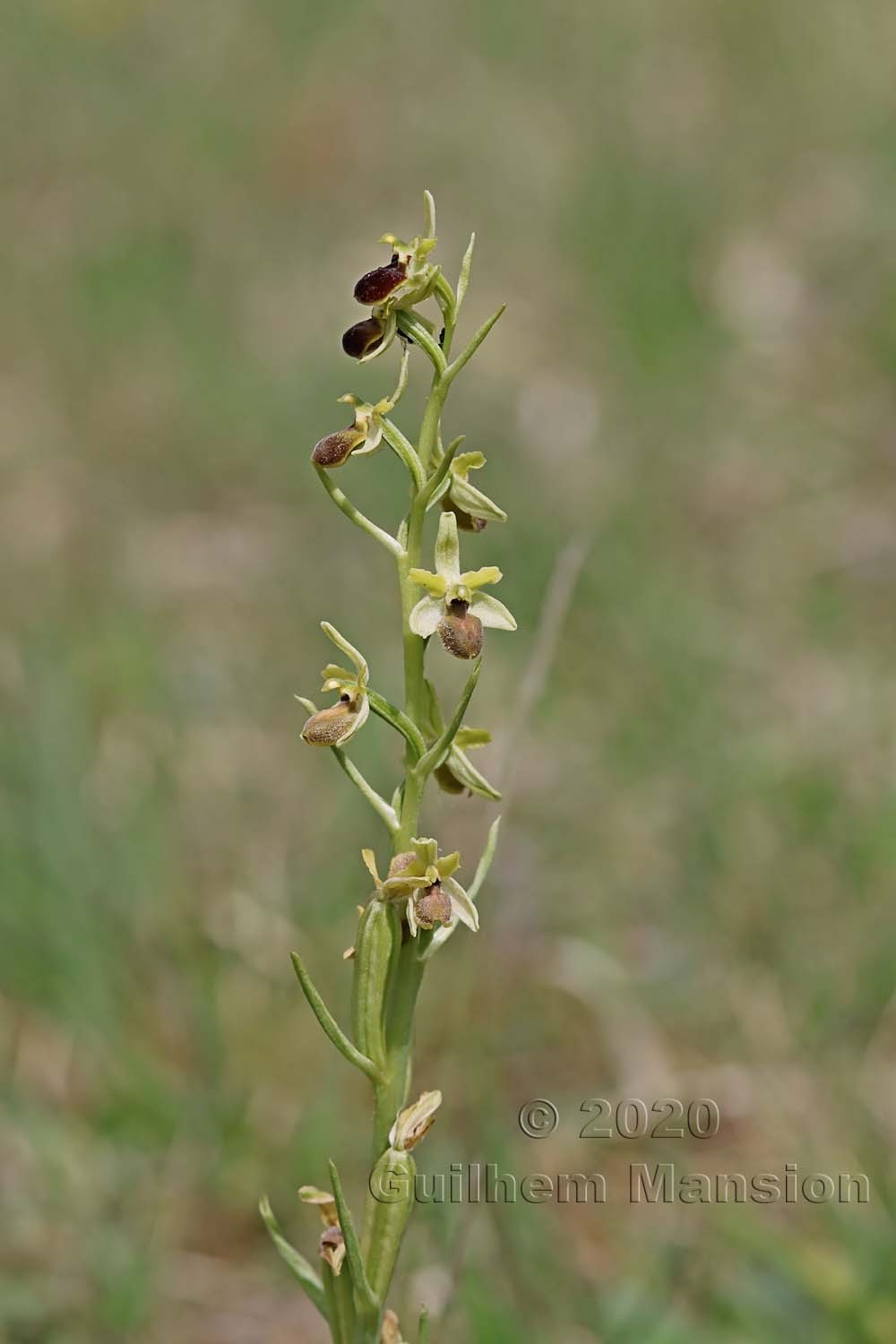 Ophrys aranifera