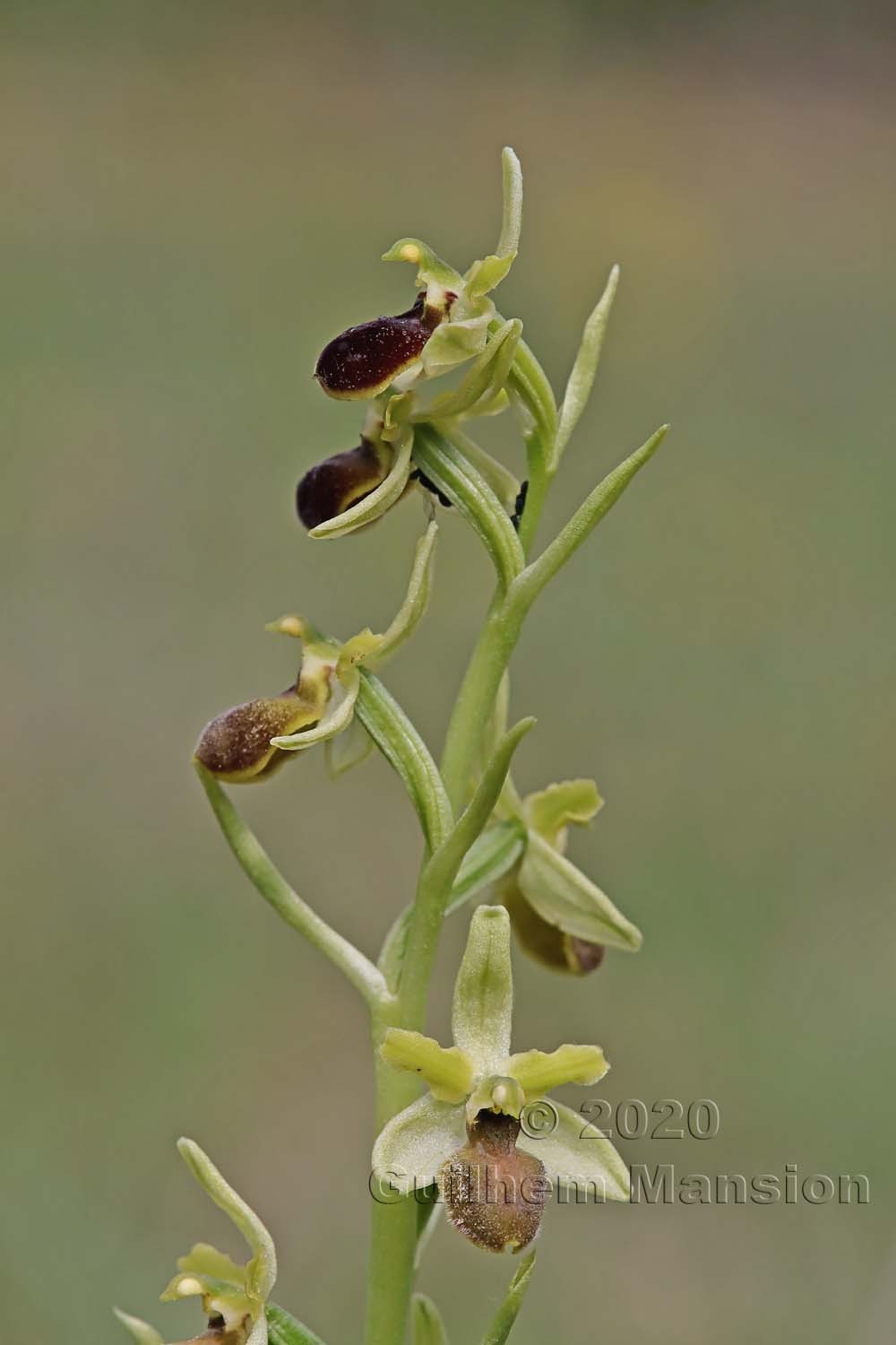 Ophrys aranifera