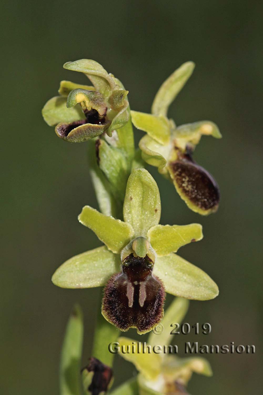 Ophrys aranifera