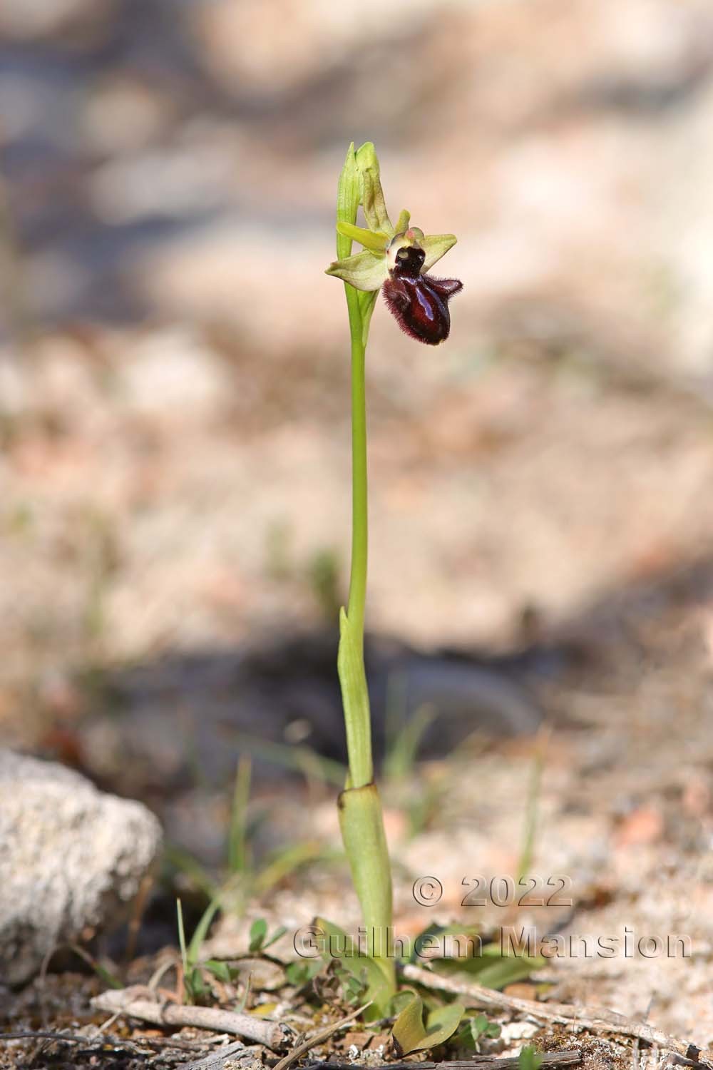 Ophrys aranifera