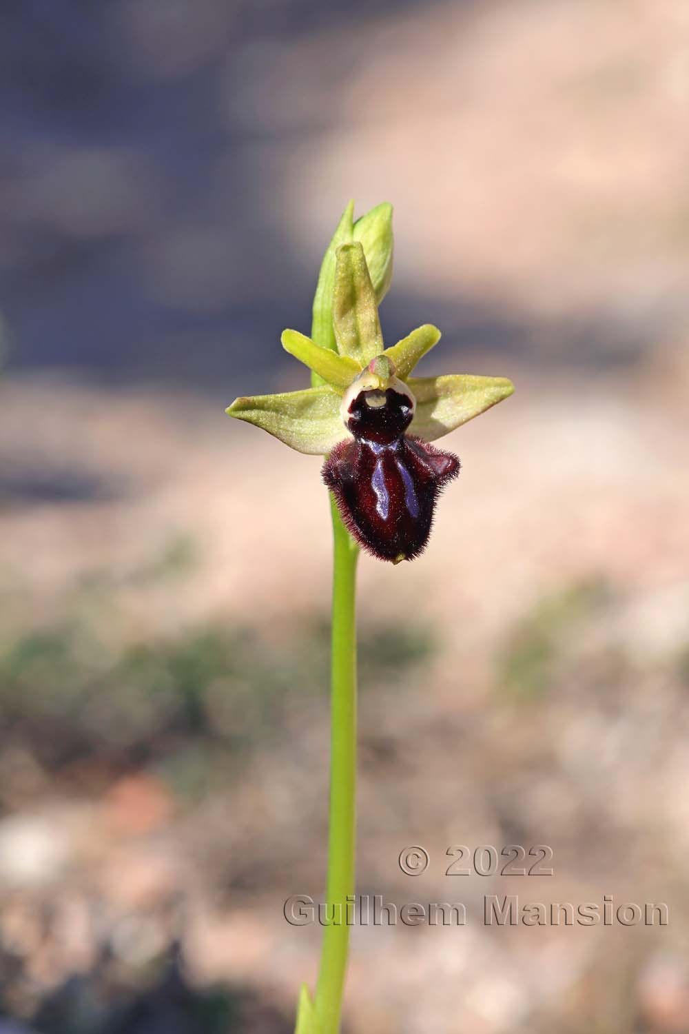 Ophrys aranifera