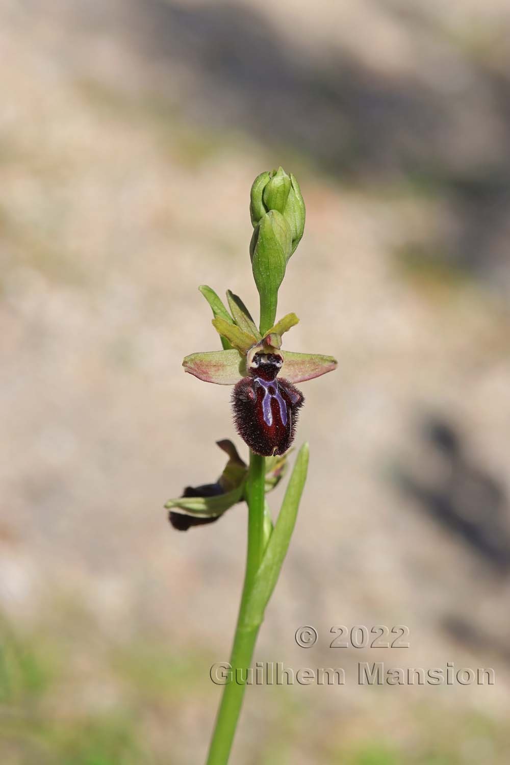 Ophrys aranifera