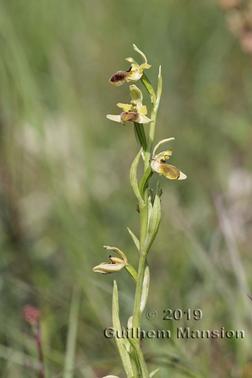 Ophrys aranifera