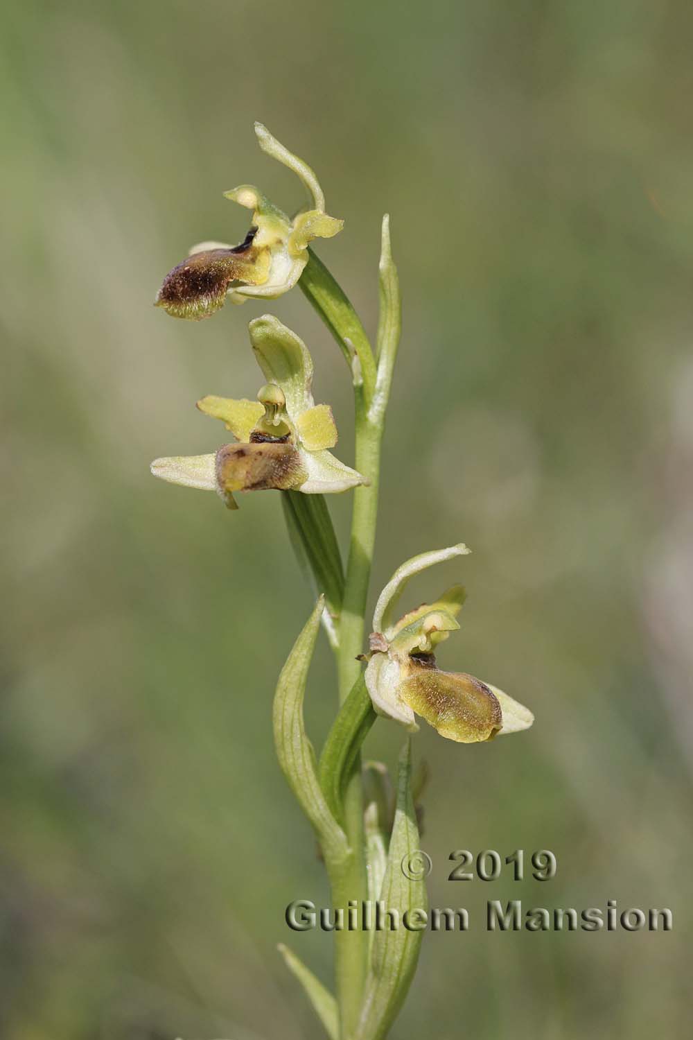 Ophrys aranifera