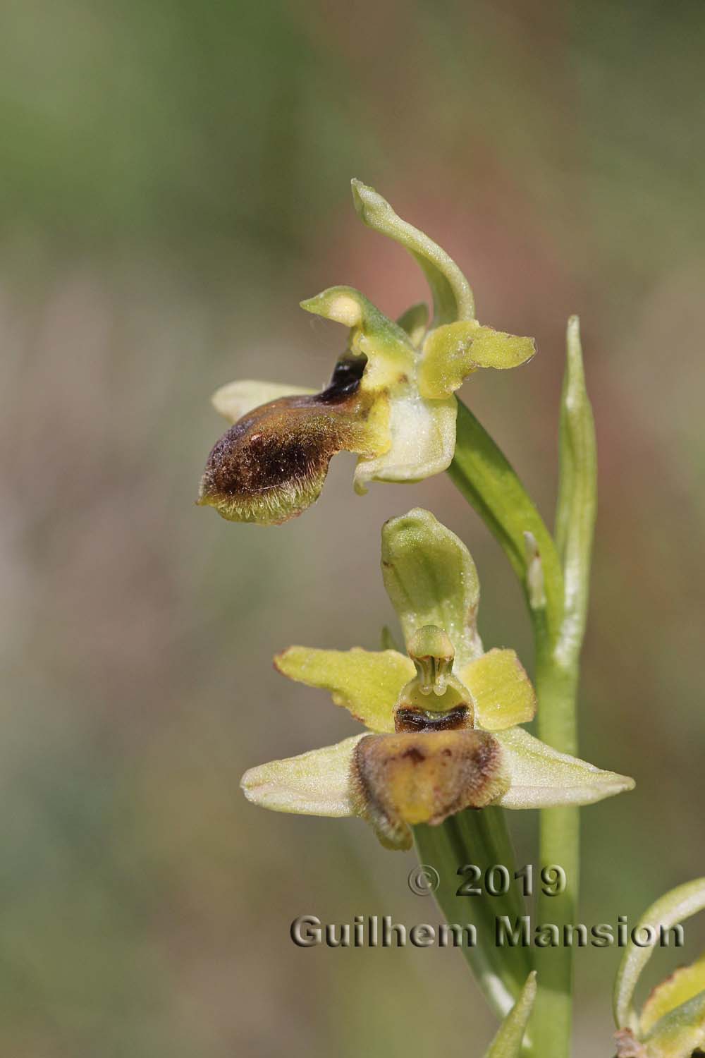 Ophrys aranifera